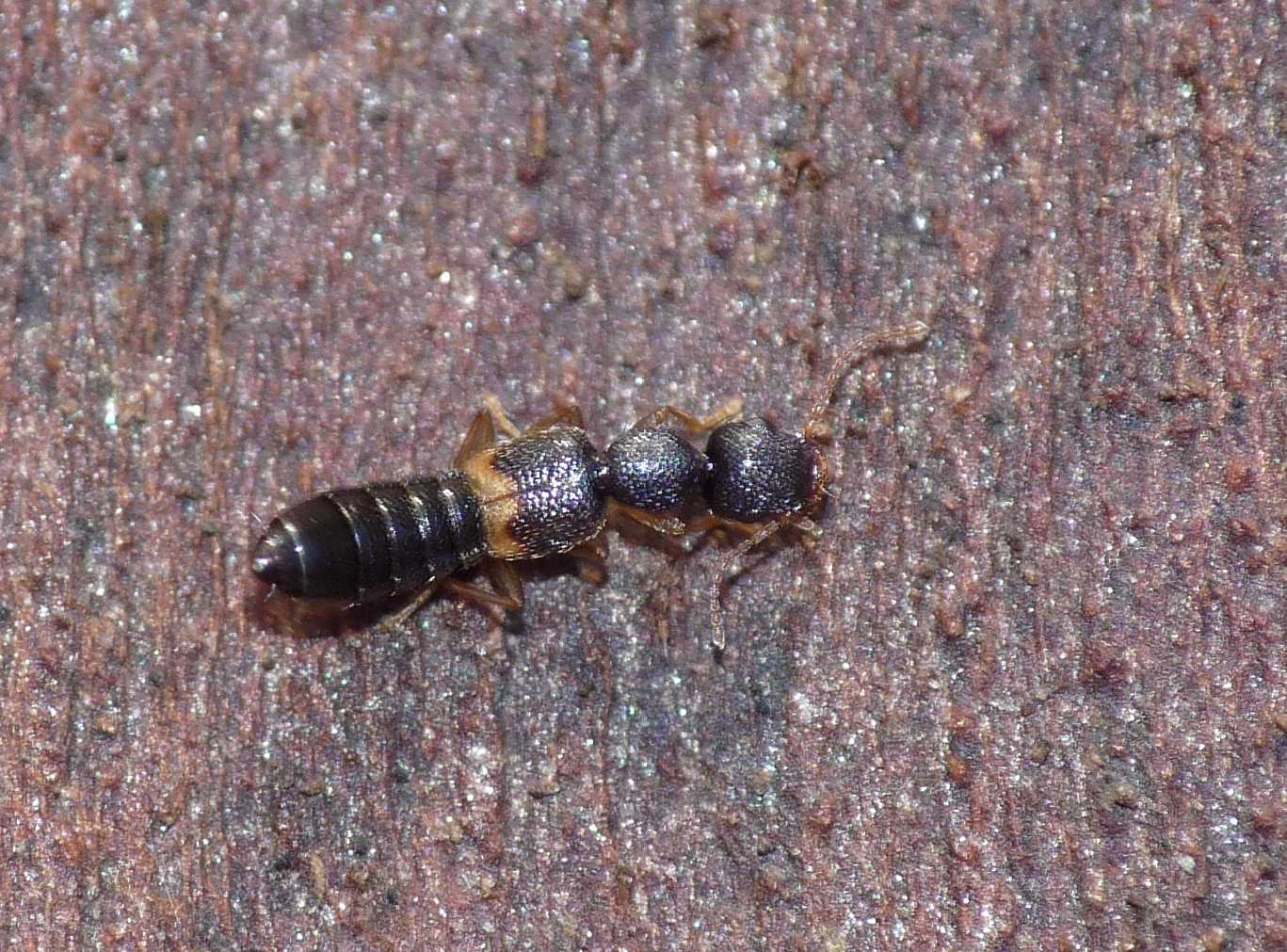 Mini staphilinidae: Astenus sp.